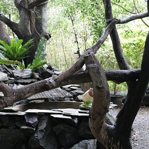 Flying High Bird Sanctuary