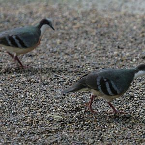 Flying High Bird Sanctuary