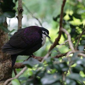 Flying High Bird Sanctuary
