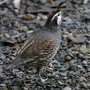 Flying High Bird Sanctuary