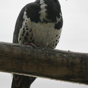 Flying High Bird Sanctuary