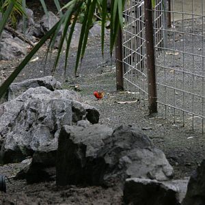 Flying High Bird Sanctuary
