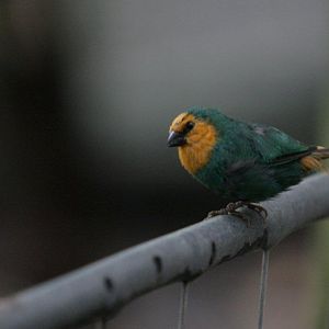 Flying High Bird Sanctuary