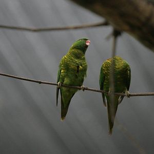 Flying High Bird Sanctuary