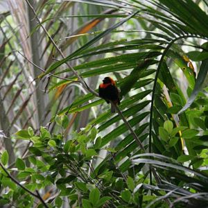 Flying High Bird Sanctuary