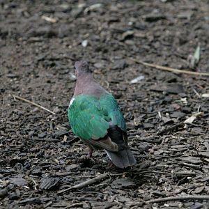 Flying High Bird Sanctuary