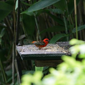 Flying High Bird Sanctuary