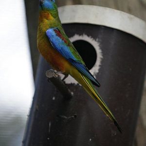 Flying High Bird Sanctuary