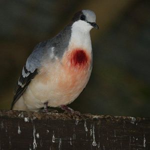 Flying High Bird Sanctuary