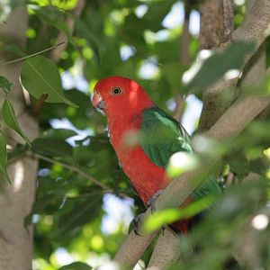Flying High Bird Sanctuary