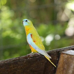 Flying High Bird Sanctuary