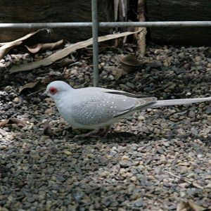 Flying High Bird Sanctuary
