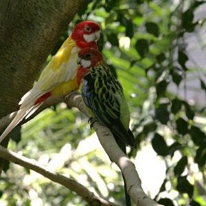 Flying High Bird Sanctuary