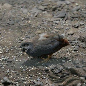 Flying High Bird Sanctuary