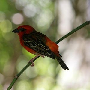 Flying High Bird Sanctuary
