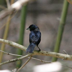 Flying High Bird Sanctuary