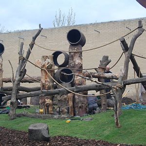 Guiena Babbon Exhibit