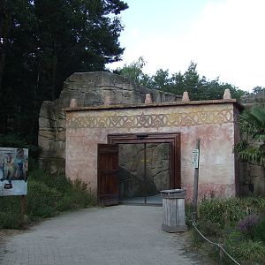 Barbary Macaque walk-through