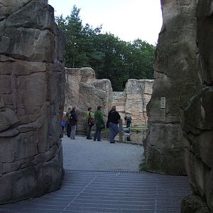 Barbary Macaque walk-through