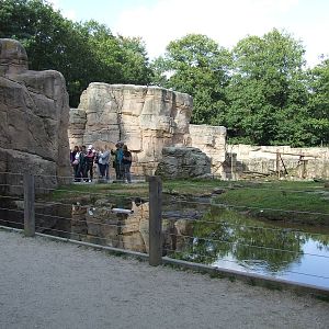 Barbary Macaque walk-through