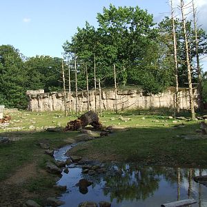 Barbary Macaque walk-through
