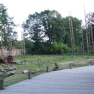 Barbary Macaque walk-through