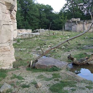 Barbary Macaque walk-through