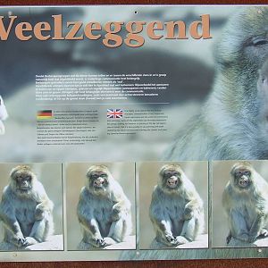 Barbary Macaque walk-through