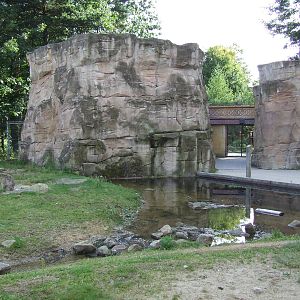 Barbary Macaque walk-through