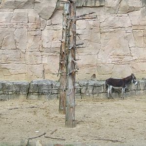 Barbary Macaque walk-through