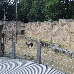Barbary Macaque walk-through