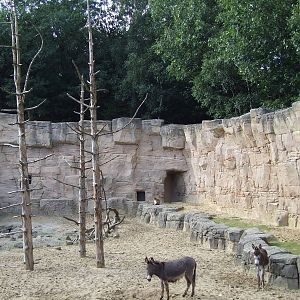 Barbary Macaque walk-through
