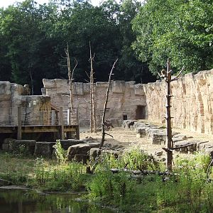 Barbary Macaque walk-through