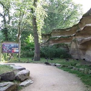 Waldrapp Ibis walk-through