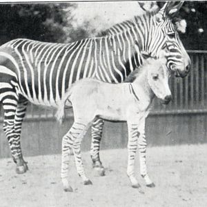Cape Mountain zebra with Hybrid Foal