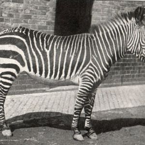 Cape Mountain zebra