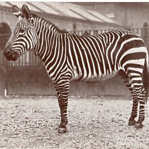Cape Mountain zebra