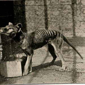 Thylacine