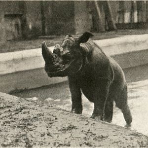 Sumatran Rhino Jackson