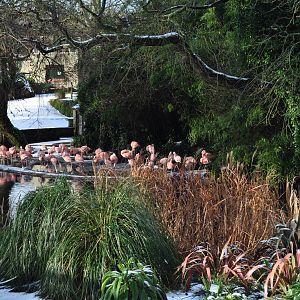 Flamingos in the snow!