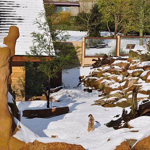 Meerkats enjoying the snow
