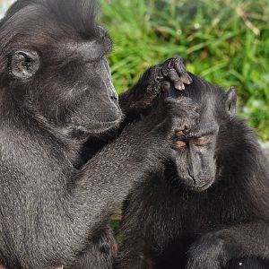 Sulawesi Crested Macaques - Grooming in the snow