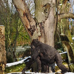 Looking for some snow to throw...