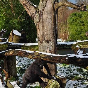 Gorillas in the snow