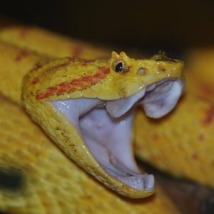 Gaping Eyelash Viper