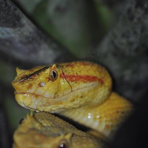 Eyelash Vipers on the prowl