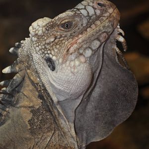 Mark - Lesser Antillean Iguana