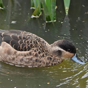 Hottentot Teal - Anas hottentota