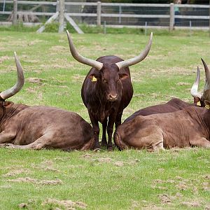 Ankole Cattle