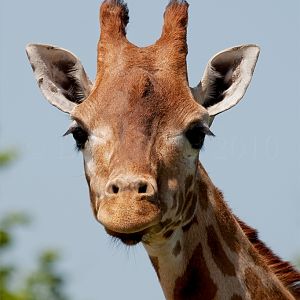 Rothschild Giraffe